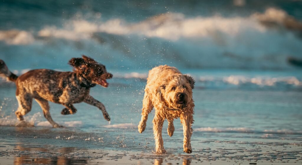 beach dogs