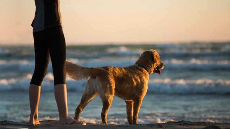 Paws & Sand: Summer 2025 Dog Rules for Southern Maine Beaches