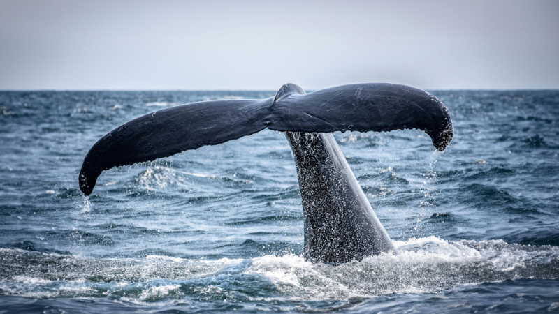 whale tail