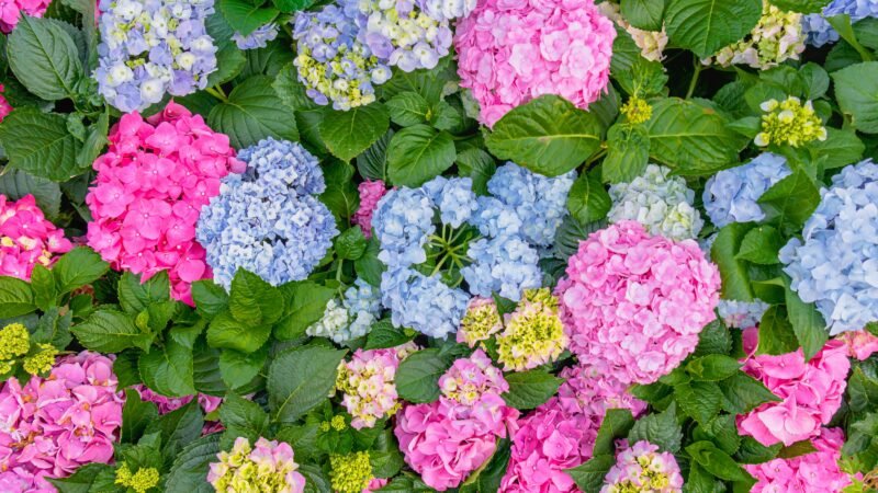 hydrangeas