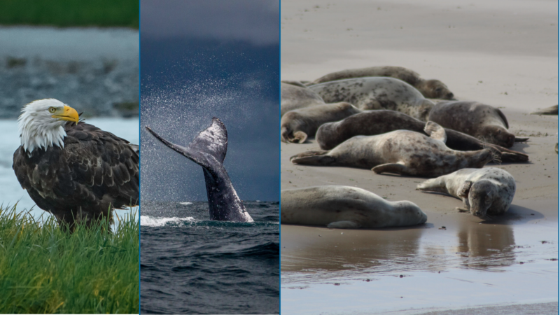 wildlife blog