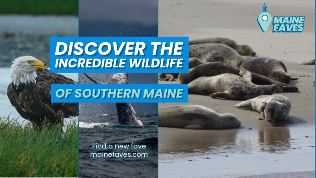 Southern Maine Wildlife Post