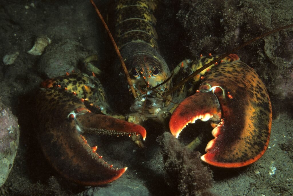 lobster