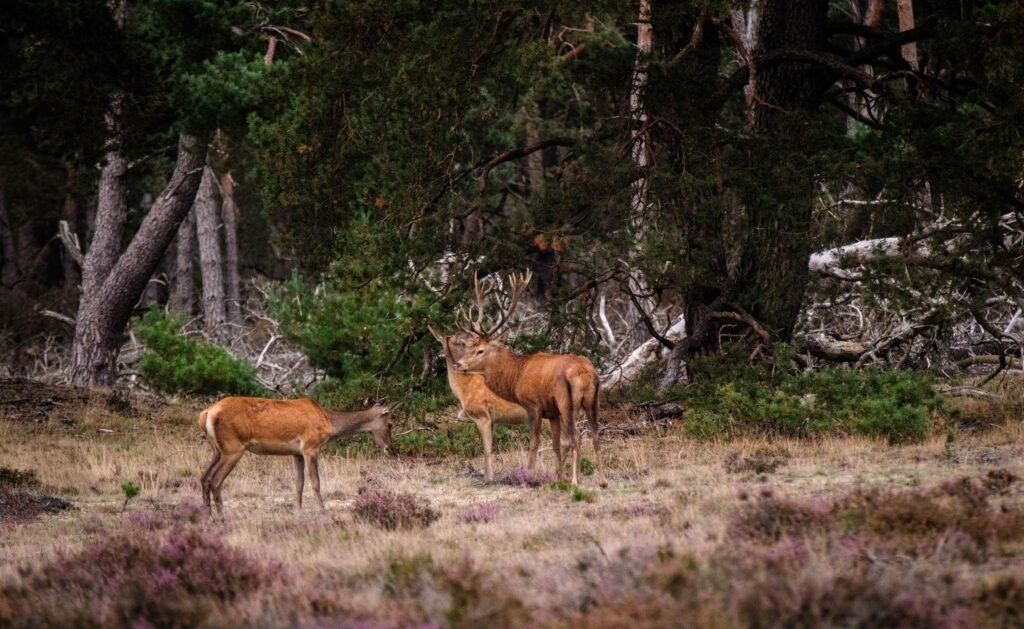 deer