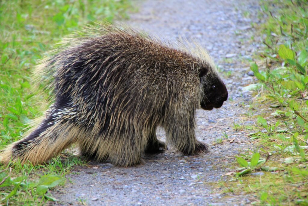porcupine
