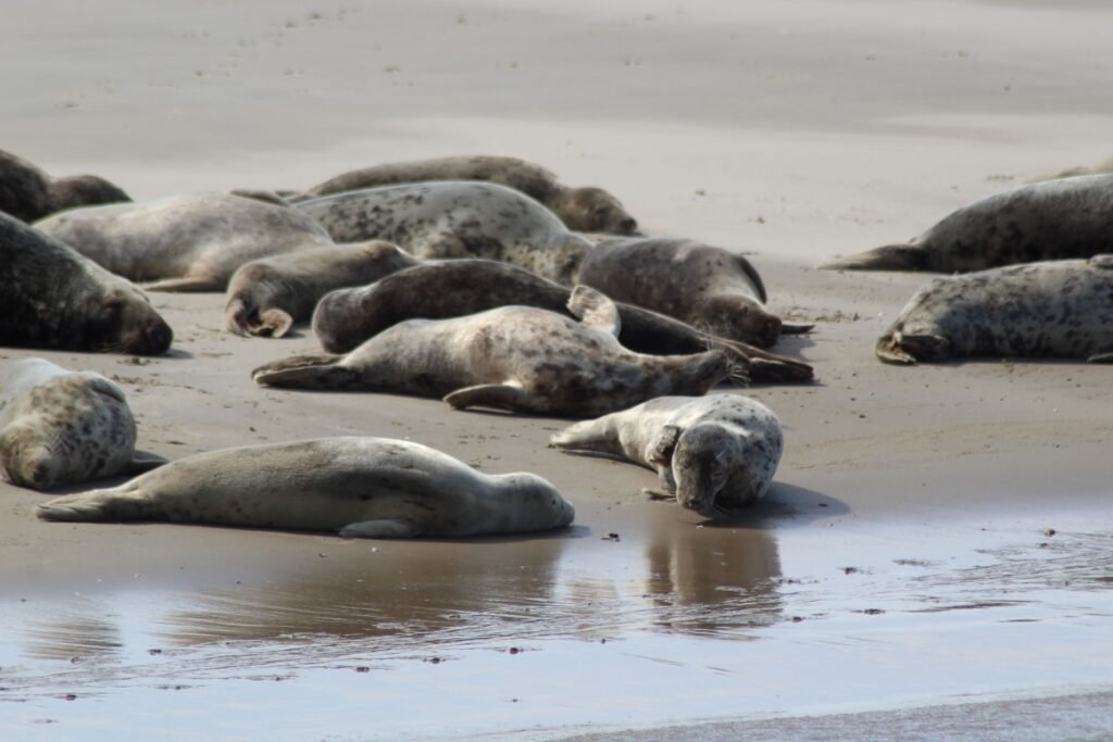 seals
