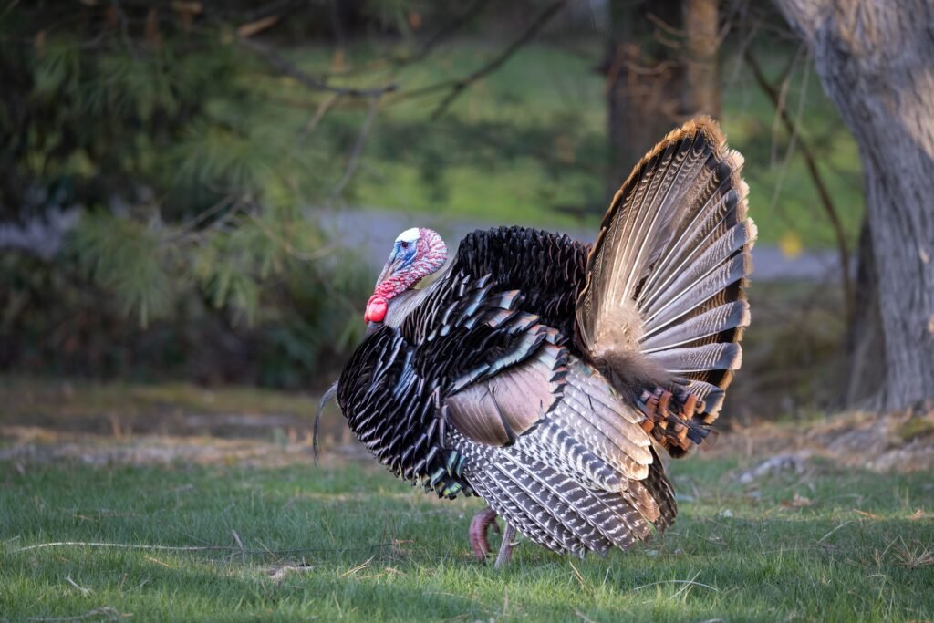 wild turkey