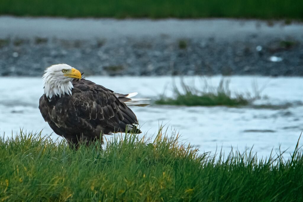 American bald eagle