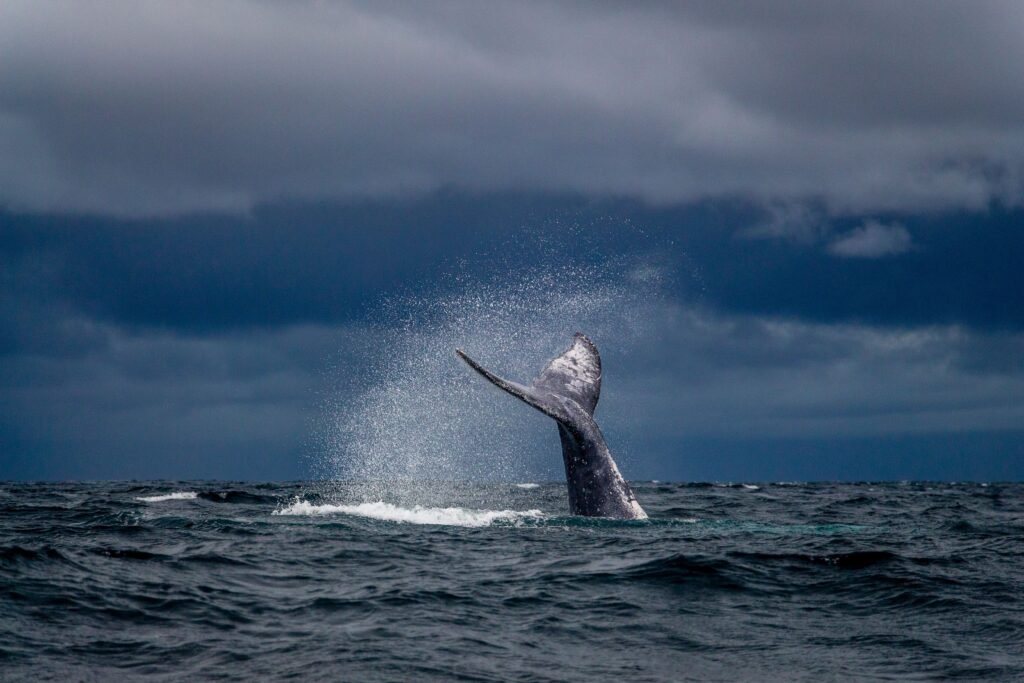 whale tail