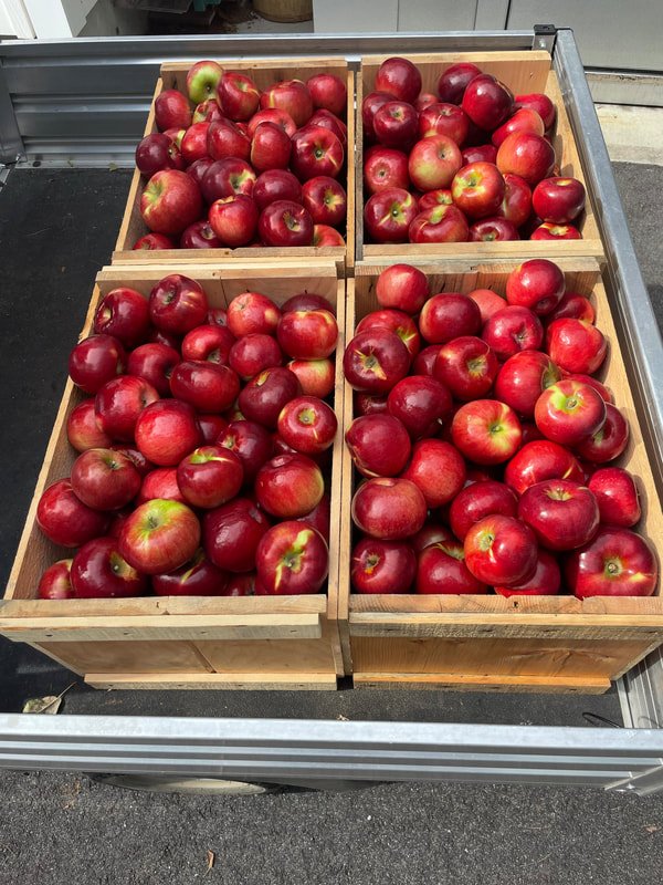 Apples
